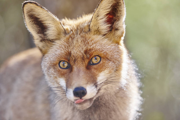 Fox hlava s pozadím geen. Volně žijící zvířata v lese. Zvíře - Fotografie, Obrázek