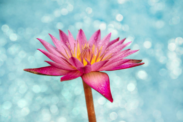 Квітка водяної лілії на світлому фоні боке
. - Фото, зображення