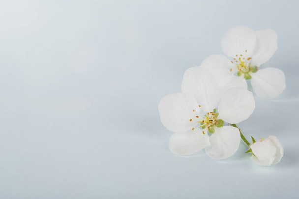 Apple flowers spring background for congratulations on mother's day, women's day. copy space. - 写真・画像