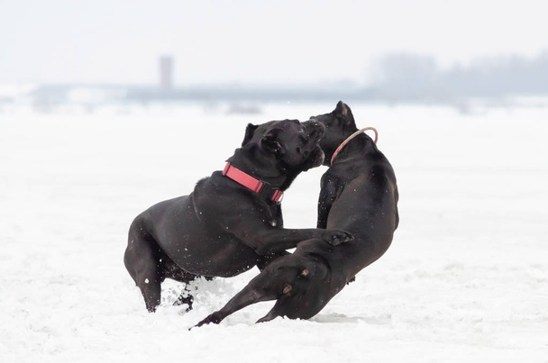 Тростини Corso. Собаки грають один з одним. Ходьба на відкритому повітрі, в зимовий час. Як захистити вашого вихованця від переохолодження.  - Фото, зображення