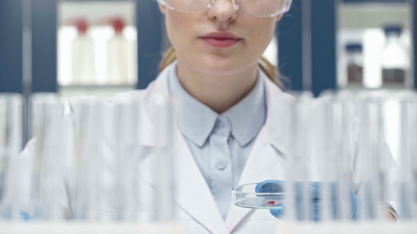 részleges kilátás nyílik a női tudós gazdaság petri-csészébe és Pipetta a laboratóriumi kísérlet során - Felvétel, videó