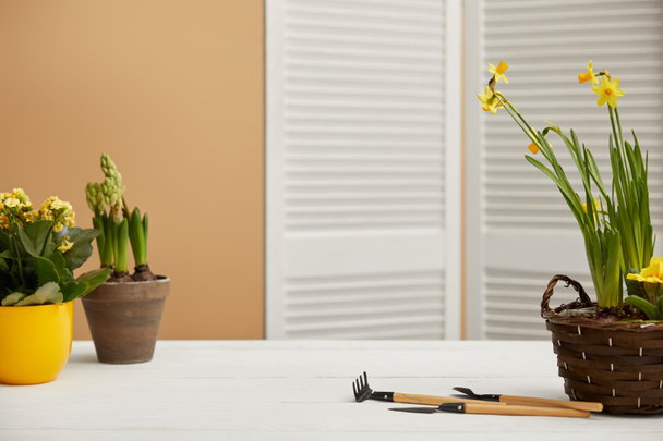 daffodils, yellow flowers and hyacinth on white table  - Zdjęcie, obraz