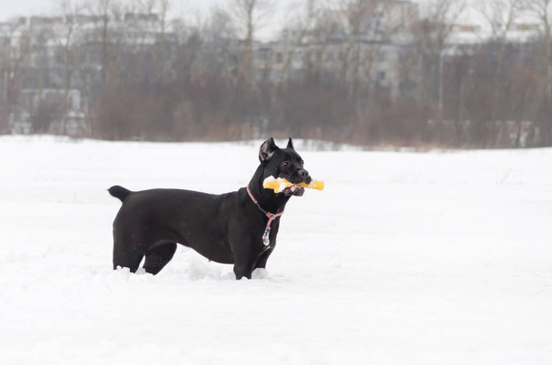 Cane Corso. Νεαρός σκύλος παίζει με τα παιχνίδια. Περπάτημα σε εξωτερικούς χώρους το χειμώνα. Πώς να προστατέψετε το κατοικίδιό σας από υποθερμία. - Φωτογραφία, εικόνα