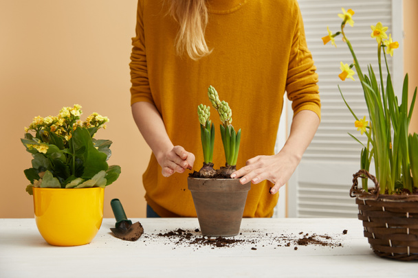 cropped view of gardener in sweater planting hyacinth in clay flowerpot - Foto, imagen