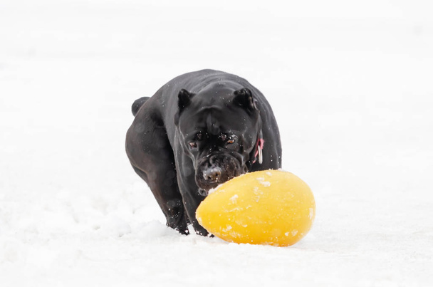 Cane Corso. Mladý pes hraje s hračkami. Pěší venku v zimě. Jak ochránit svého domácího mazlíčka před podchlazením. - Fotografie, Obrázek