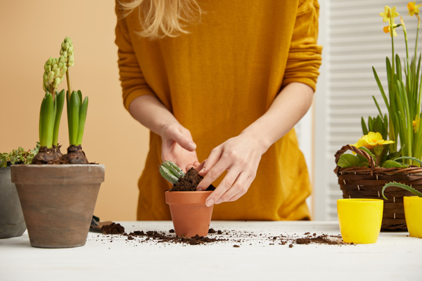 cropped view of gardener in sweater planting cactus in flowerpot  - 写真・画像