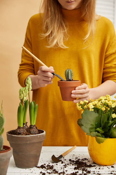 cropped view of gardener in sweater planting cactus in flowerpot with spade - Foto, imagen