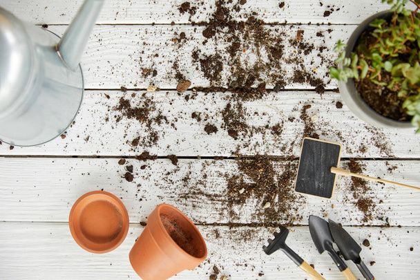 κάτοψη του φυτού, ποτιστήρι, εργαλεία και γλάστρες στο λευκό ξύλινο τραπέζι  - Φωτογραφία, εικόνα