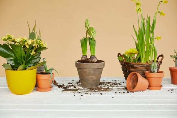 jonquilles, jacinthes, cactus et aloès dans des pots de fleurs en argile
  - Photo, image