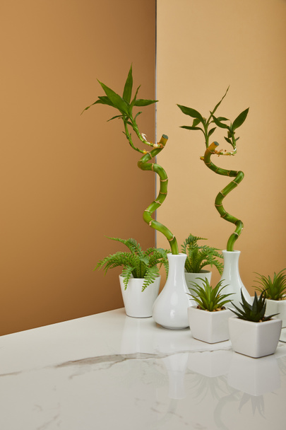 stelo di bambù verde in vaso e vasi con piante accanto a specchio su tavolo bianco e sfondo beige
 - Foto, immagini