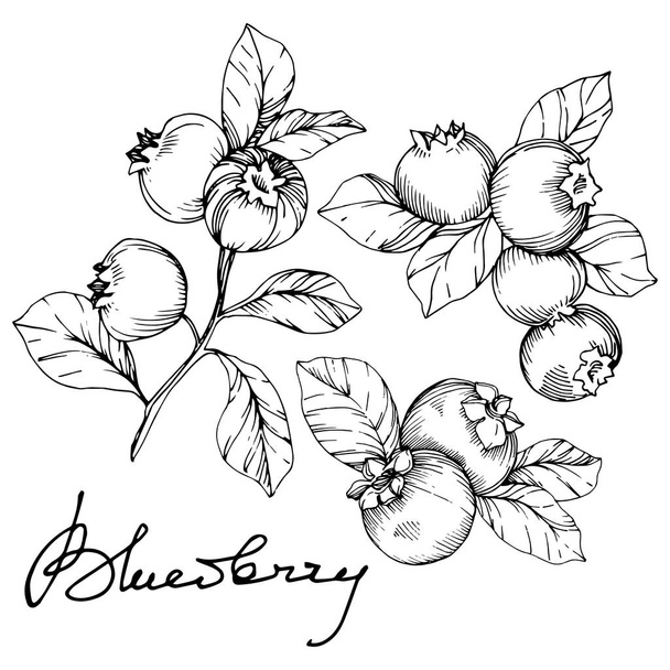 Διάνυσμα Blueberry μαύρο και άσπρο χαραγμένο μελάνι τέχνης. Τα μούρα και τα φύλλα. Εικονογράφηση στοιχείο απομονωμένες βακκινίων. - Διάνυσμα, εικόνα