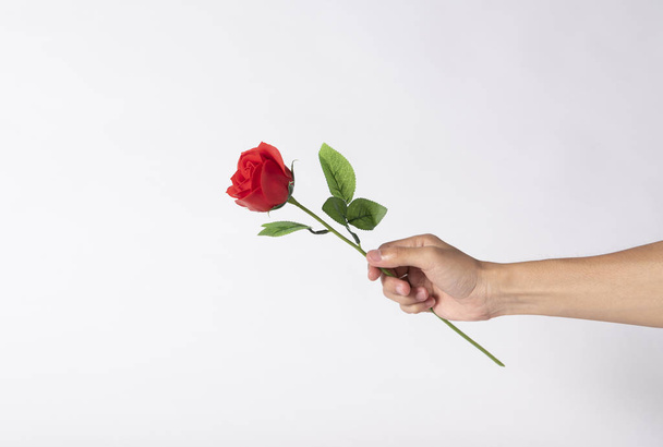 Hand holding red rose flower on gray background for Valentines day. - Foto, immagini