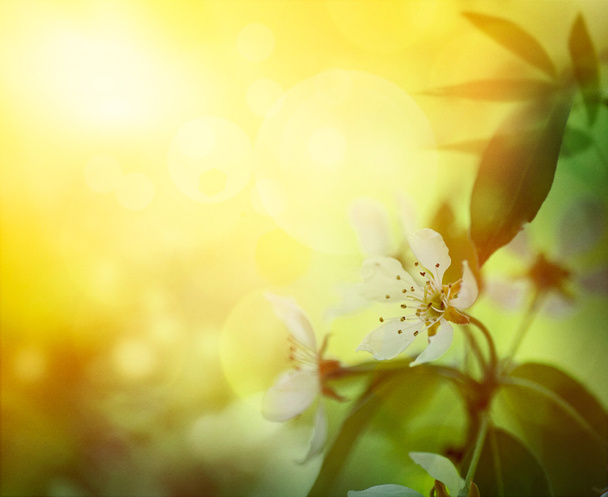 Apple blossom - Photo, Image