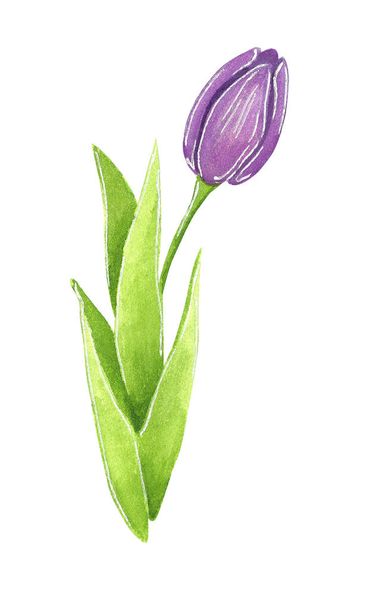 Purple Tulip, hand drawn watercolor illustration, isolated on white - Foto, Bild