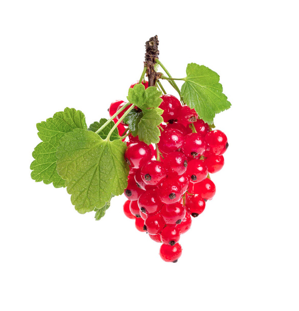 red currant branch isolated on white - Photo, Image
