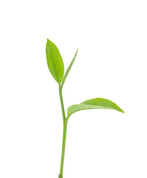 green tea leaf on white background  - Foto, Imagem