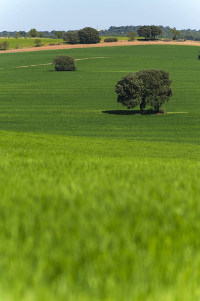 Niektóre pola zbóż, samotne drzewa i ścieżki - Zdjęcie, obraz