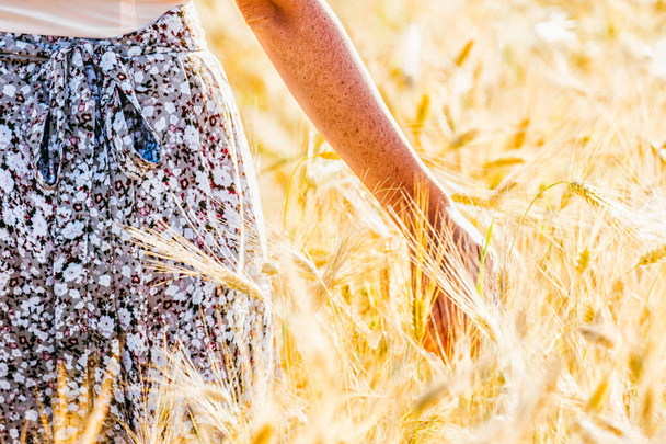 Woman hand touching golden wheat. Harvesting concept - Φωτογραφία, εικόνα
