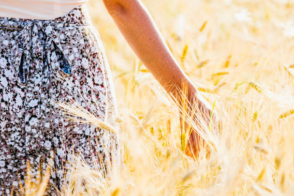 Woman hand touching golden wheat. Harvesting concept - Foto, Bild