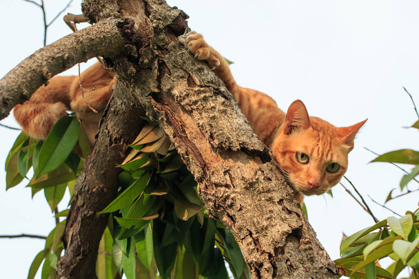 πορτοκαλί γάτα πάνω σε δέντρο durian - Φωτογραφία, εικόνα