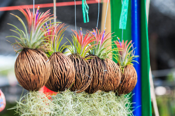 Rows of Tillandsia and spanish moss remix for decoration - Photo, Image