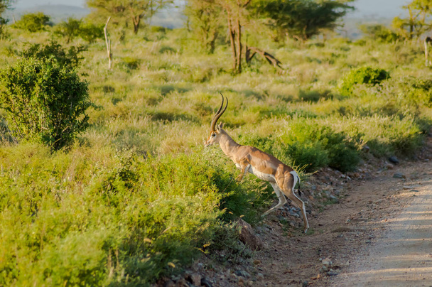 Mladá antilopa v savaně v parku Samburu ve střední Keni - Fotografie, Obrázek