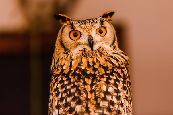 Portrait of a eagle owl, Bubo bubo, bright eyed captive at a falconry festival. - Photo, Image