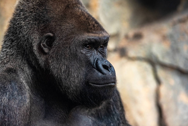 gorilla occidentale maschio guardarsi intorno, gorilla gorilla gorilla
 - Foto, immagini