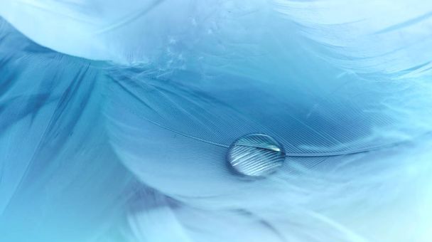 Gota de agua sobre una pluma macro suave fondo azul
 - Foto, imagen