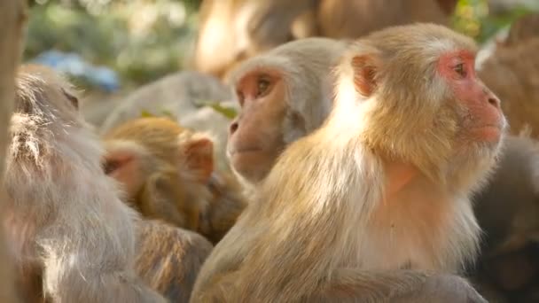 Rhesus makak buzlu grubudur. Doğada kayaların üzerinde toplama ve uyku tüylü güzel makak ailesi. Swayambhunath Stupa, maymun tapınakta Katmandu Nepal. - Video, Çekim