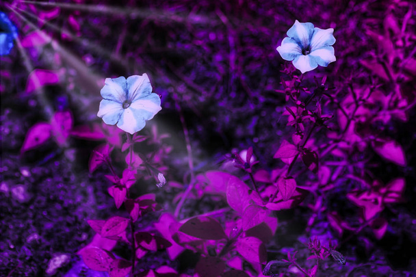 Photo de fleurs traitées par le filtre nuances violettes avec des rayons de soleil dans le coin supérieur gauche
. - Photo, image