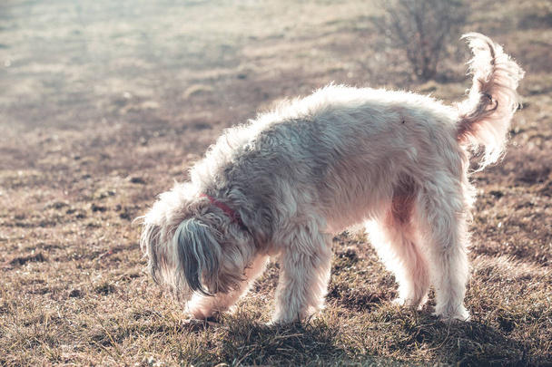 Játszik a kertben boldog pihés kutya - Fotó, kép