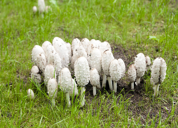 Witte champignons op gras in het park in Finland in de herfst. - Foto, afbeelding
