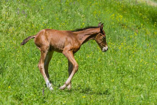 Szórakozás a nyári legelőn újszülött csikó - Fotó, kép