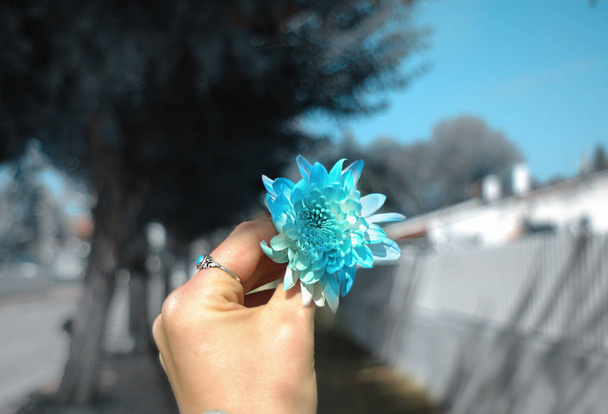 Női kezében gyönyörű kék virág utca háttér - Fotó, kép