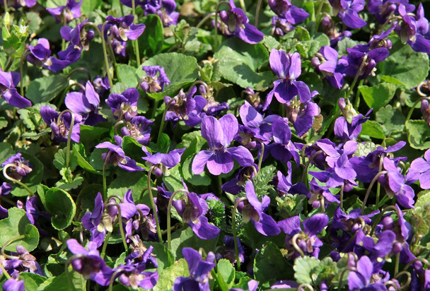 sweet violets on meadow - Foto, Imagen