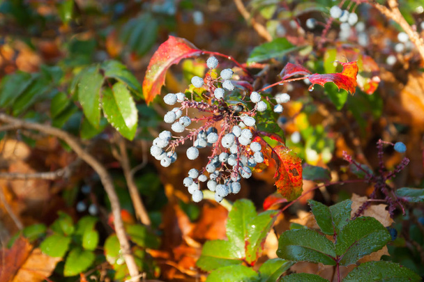 Shrub with blue berries of berberis with dew drops in Finland at autumn. - Photo, Image