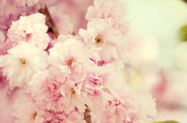 Romantische bruiloft of cadeau kaart achtergrond met sakura bloesem in de lente. Mooie zacht roze bloemen in zonlicht - Foto, afbeelding