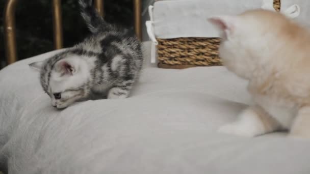 indoor family group portrait of kittens - Filmati, video