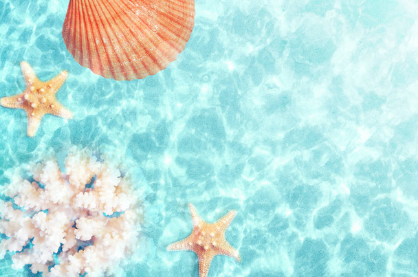 海の水で夏のビーチの貝殻。夏の背景。夏の時間. - 写真・画像