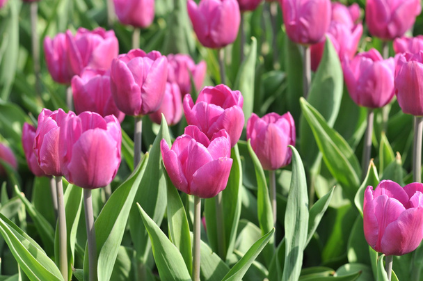 hermoso campo de tulipanes rosados en primavera
 - Foto, imagen