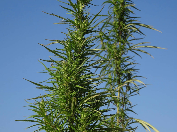 Inflorescence de cannabis femelle cultivant en plein air
  - Photo, image