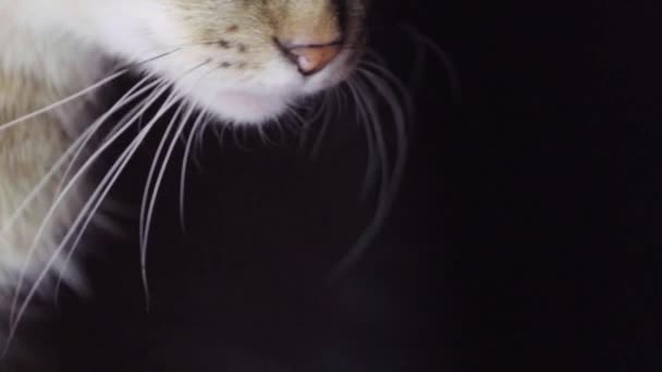 Tabby Cat Eyes. Close Up. Forestry Domestic Shorthair Cat on Black Background. Slow Motion - Imágenes, Vídeo