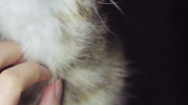 Female Hand Petting the Cat. Tabby Cat Eyes. Close Up. Forestry Domestic Shorthair Cat on Black Background. lazy contented cat Concept. Slow Motion - Filmagem, Vídeo