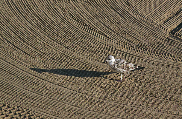 Одинокая чайка на чистом тракторном песке на средиземноморском пляже утром. Antibes, Cote d 'Azur, France. С избирательным фокусом. Большое пространство для письма
 - Фото, изображение