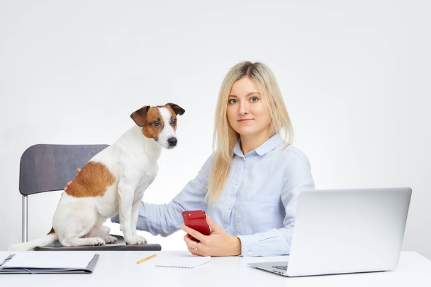 Young blonde cute caucasian woman watches straight holds her Jack Russell Terrier and sits by the desk in the office with the white background. Dog looks away. Laptop, cell phone and documents. - Fotografie, Obrázek