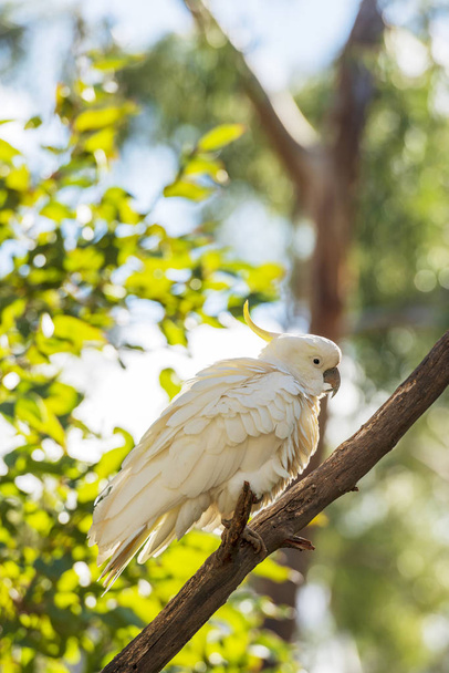 Sulphur-crested cockatoo bird perched on a branch in the wild - Photo, Image