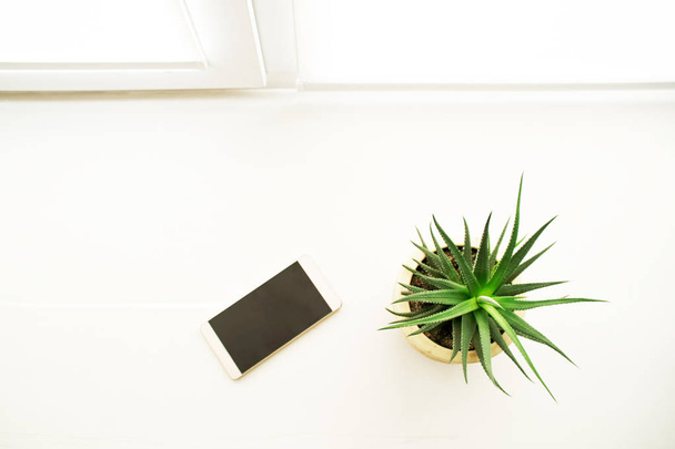 Zöld kaktusz és a mobiltelefon az ablakpárkányon, az irodában. Otthoni növények. Szemközti nézet                        - Fotó, kép
