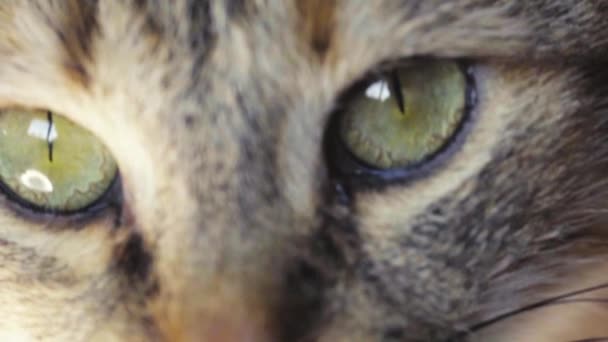 Tabby Cat Eyes. Close Up. Forestry Domestic Shorthair Cat Slow Motion - Imágenes, Vídeo