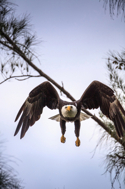 Águila calva adulta voladora Haliaeetus leucocephalus vuela cerca de su nido en Marco Island, Florida en el invierno
. - Foto, imagen